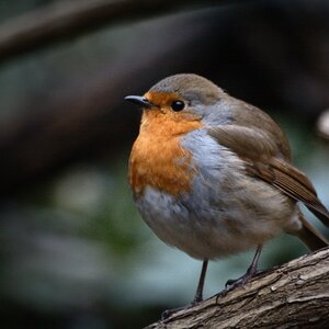 Robin